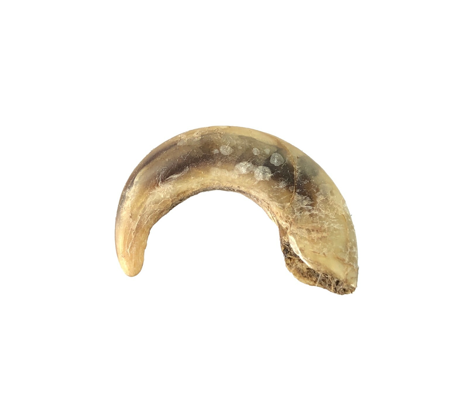 Claw of Unknown Wild Animal or Bird 1″ Curved Found on Ground Oklahoma
